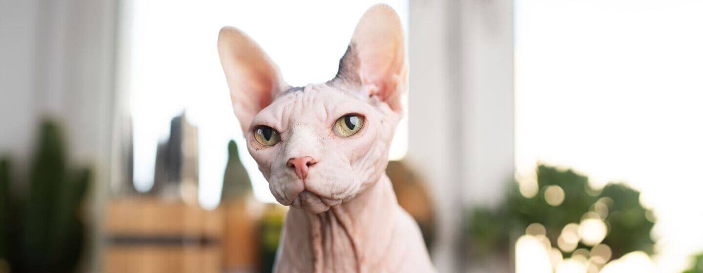 Donskoy cat for sales sale near me